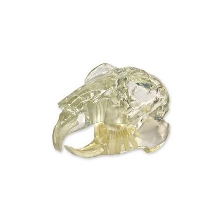 Visi-Model Rabbit Skull