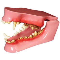 Canine Pathology Model