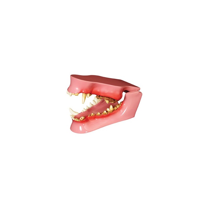 Canine Pathology Model
