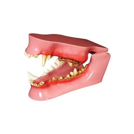 Canine Pathology Model