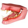 Canine Pathology Model