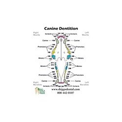 Canine Dentition Chart