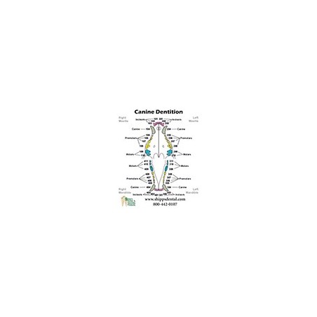 Canine Dentition Chart