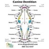 Canine Dentition Chart