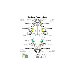 Feline Dentition Chart