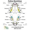 Feline Dentition Chart