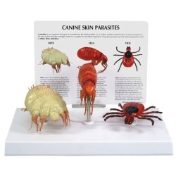 Canine Skin Parasites Model