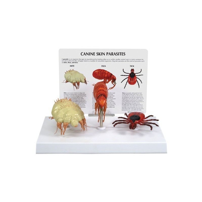 Canine Skin Parasites Model