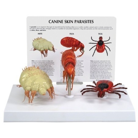 Canine Skin Parasites Model