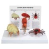 Canine Skin Parasites Model