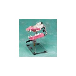 Dentoform table top stand only