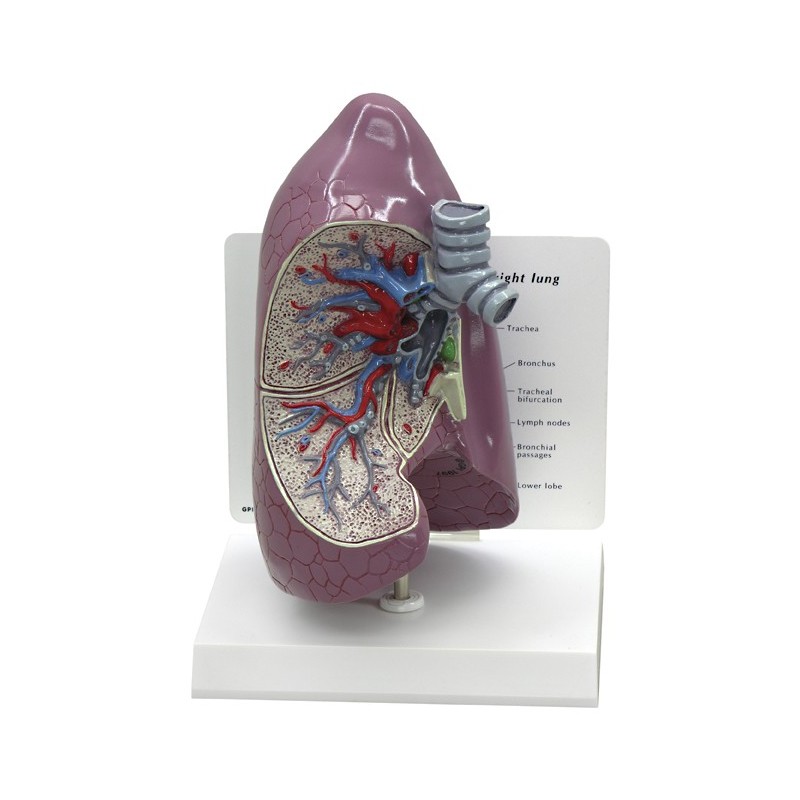Lung Model