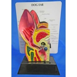 Canine Ear Model