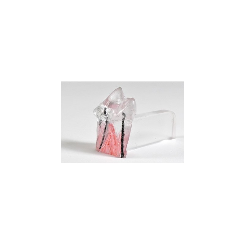 Veterinary Endodontic Practice Model
