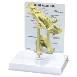 Feline Pelvis/Hip Model