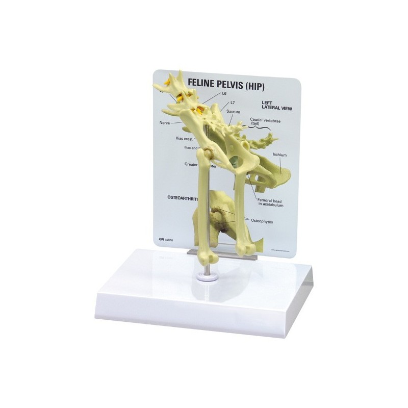 Feline Pelvis/Hip Model