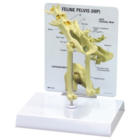 Feline Pelvis/Hip Model