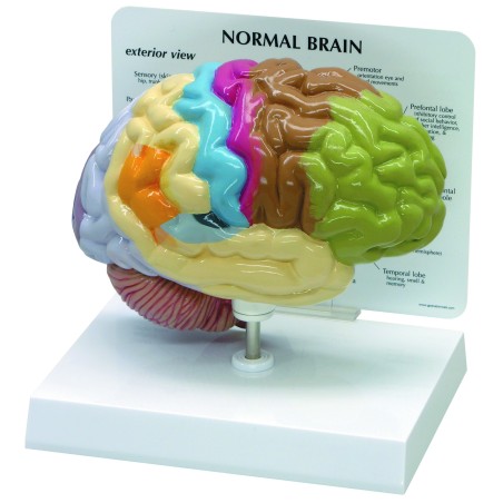 Brain Model
