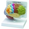 Brain Model