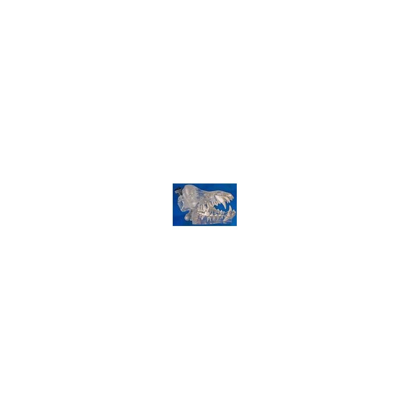 Canine Dentoform