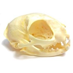 Cat skull (Natural bone)