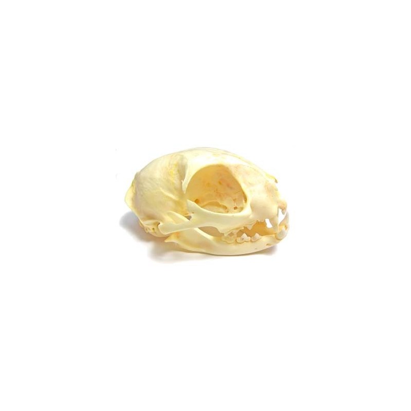 Cat skull (Natural bone)