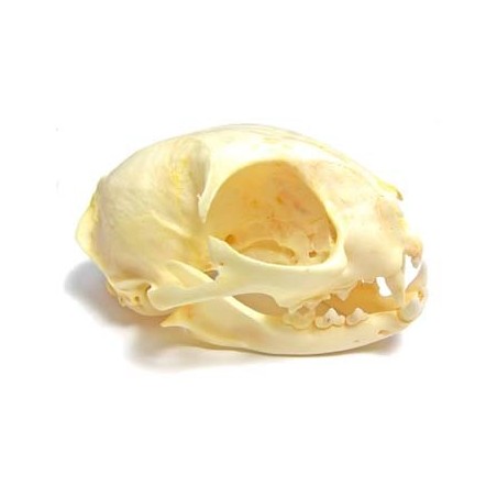 Cat skull (Natural bone)