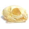 Cat skull (Natural bone)