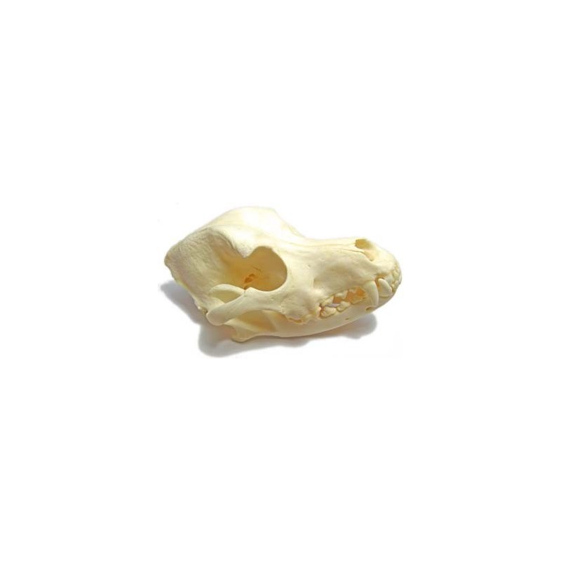 Dog skull (Natural bone)