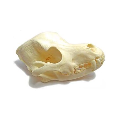 Dog skull (Natural bone)