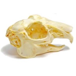 Rabbit skull (Natural bone)