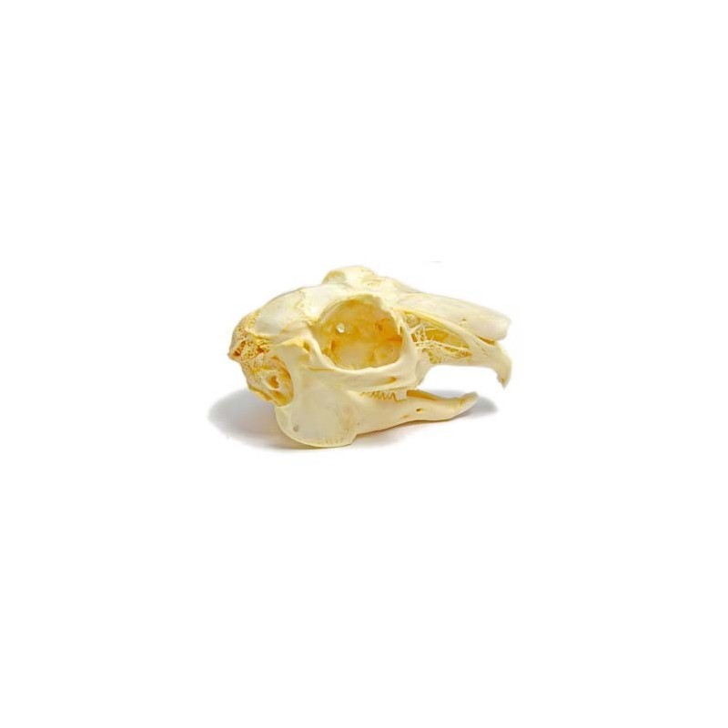 Rabbit skull (Natural bone)