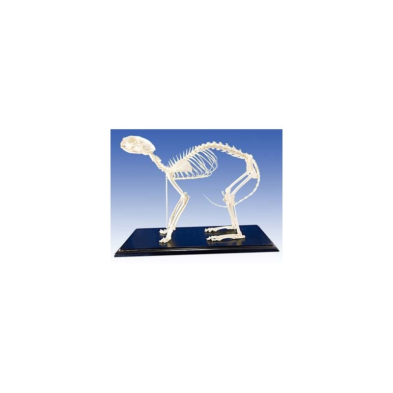 Cat Skeleton  (Plastic)