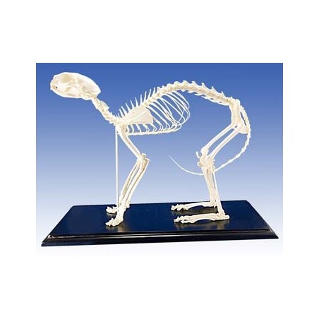 Cat Skeleton  (Plastic)