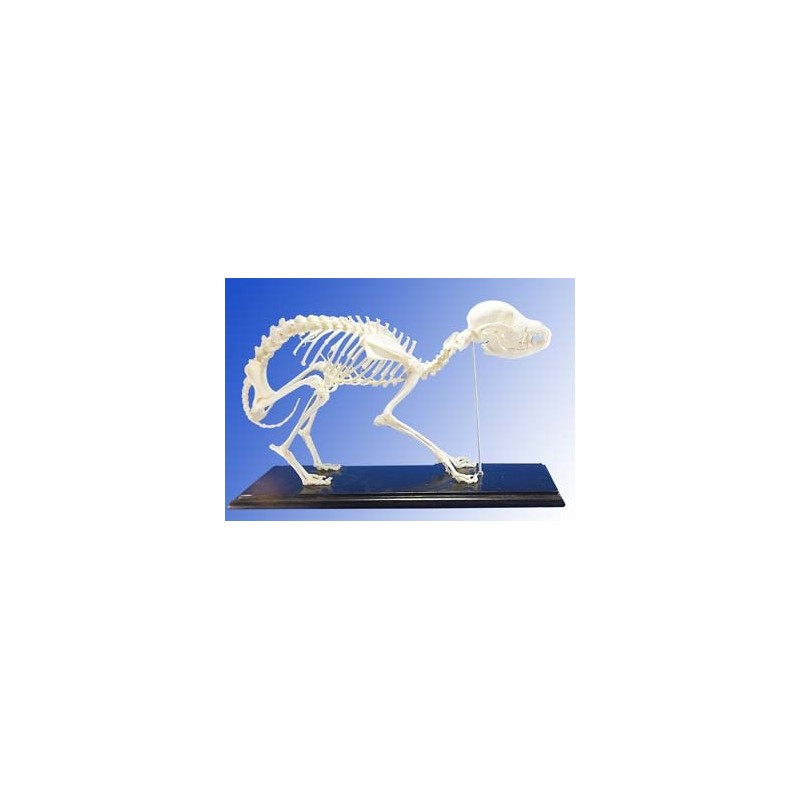 Dog Skeleton (Plastic)