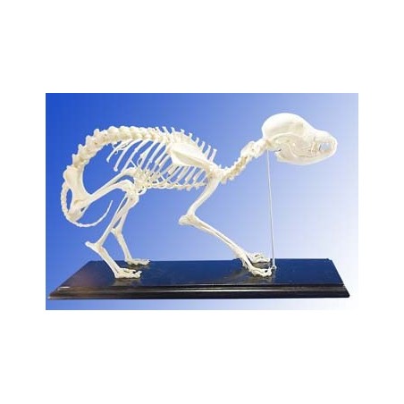 Dog Skeleton (Plastic)