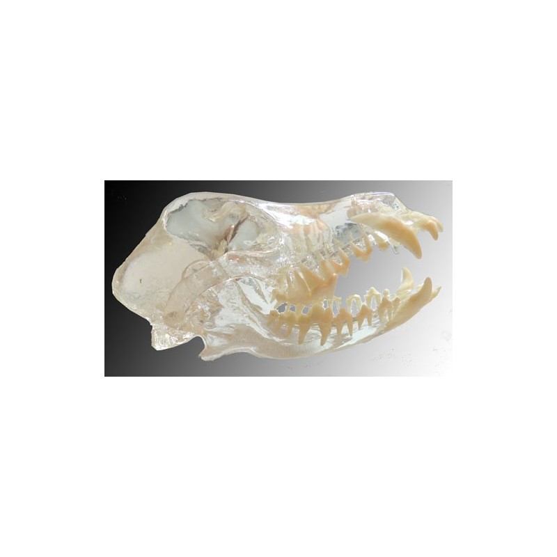 Visi-Model Dog Skull