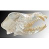 Visi-Model Dog Skull