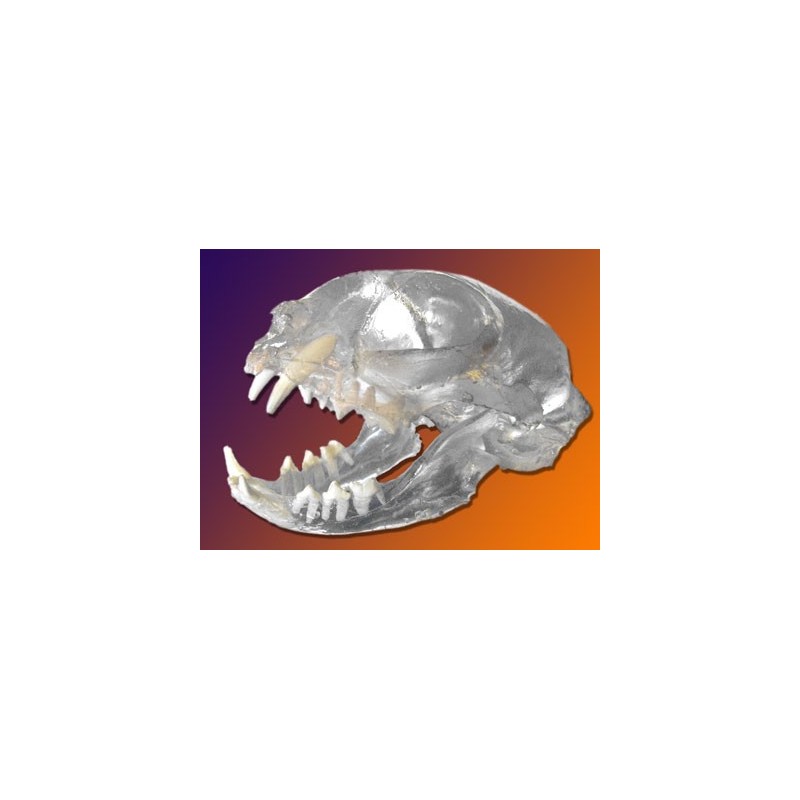 Visi-Model Cat Skull