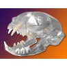 Visi-Model Cat Skull