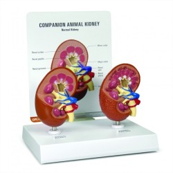 Kidney Model