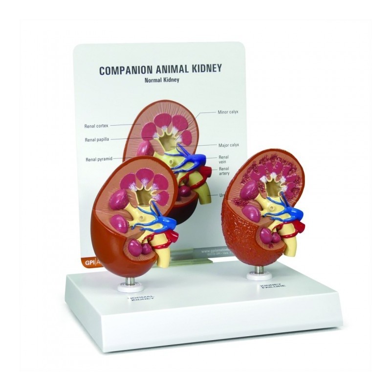 Kidney Model
