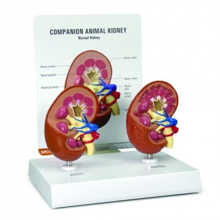 Kidney Model