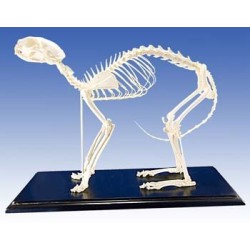 Cat Skeleton  (Plastic)