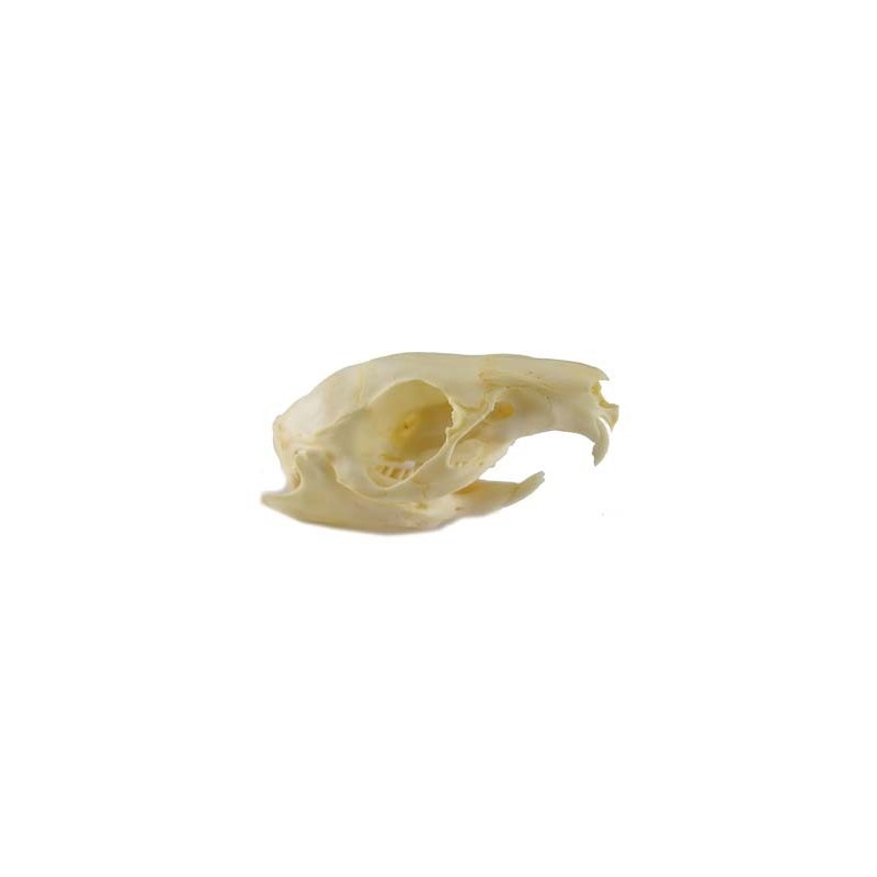 Guinea pig skull (natural bone)