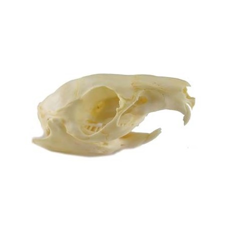Guinea pig skull (natural bone)